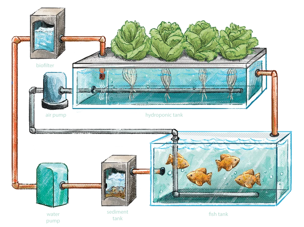 Aquaponic