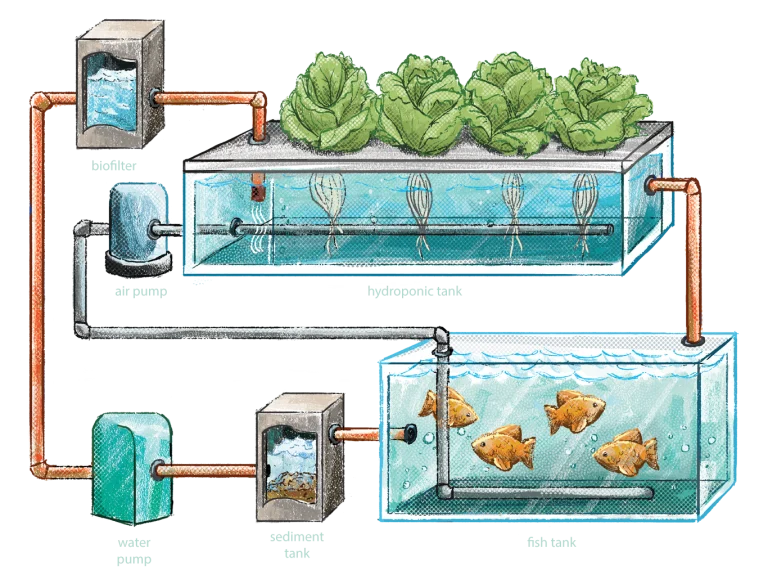 Aquaponic